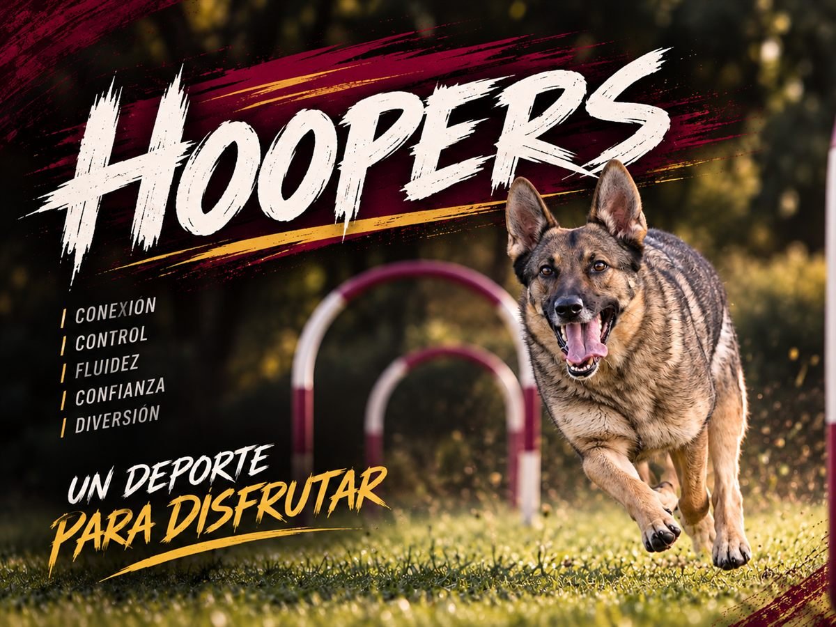 Pastor alemán corriendo entre aros de Hoopers