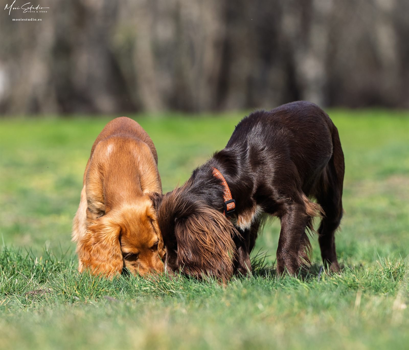 Dos perros olfateando juntos en el campo